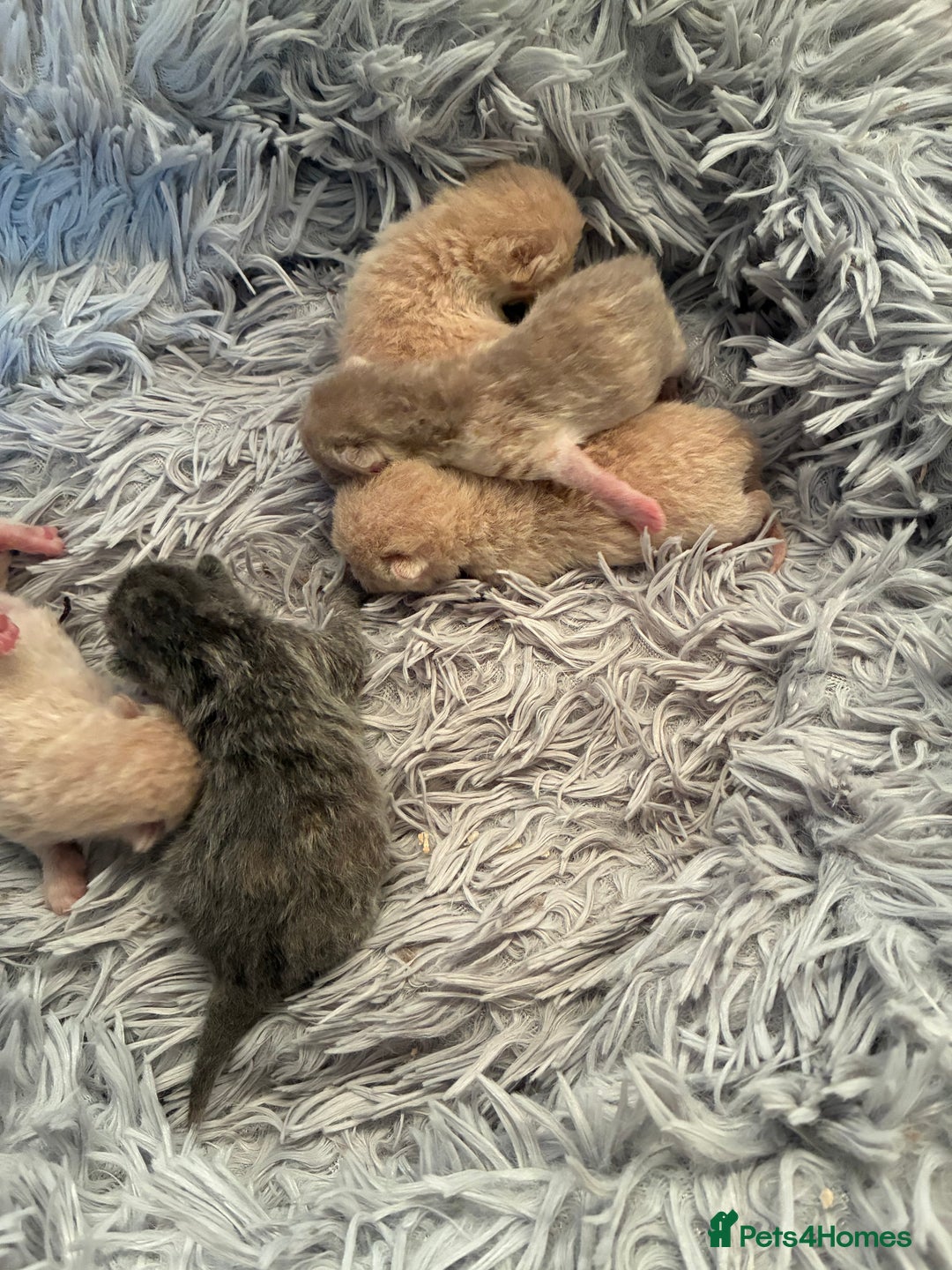 British Shorthair cats for sale: 5 TICA BRITISH SHORTHAIRED KITTENS - Image 13