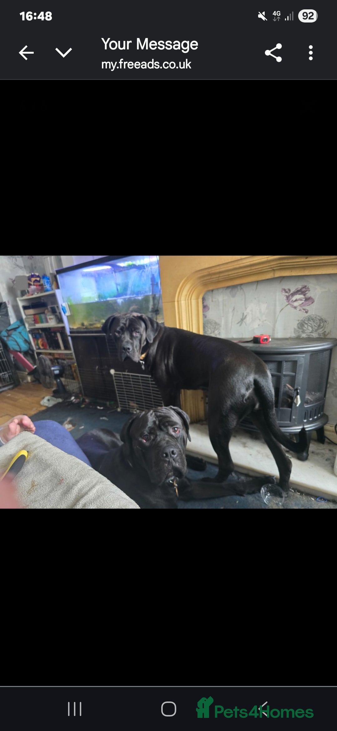 Rottweiler dogs for sale: 2 female rottweiler pups - Advert 14