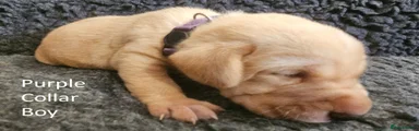 Purple Collar Boy