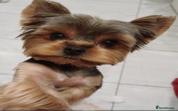 Yorkshire Terrier dogs for sale: Gorgeous puppies❤️❤️🩵🩵 - Advert 23