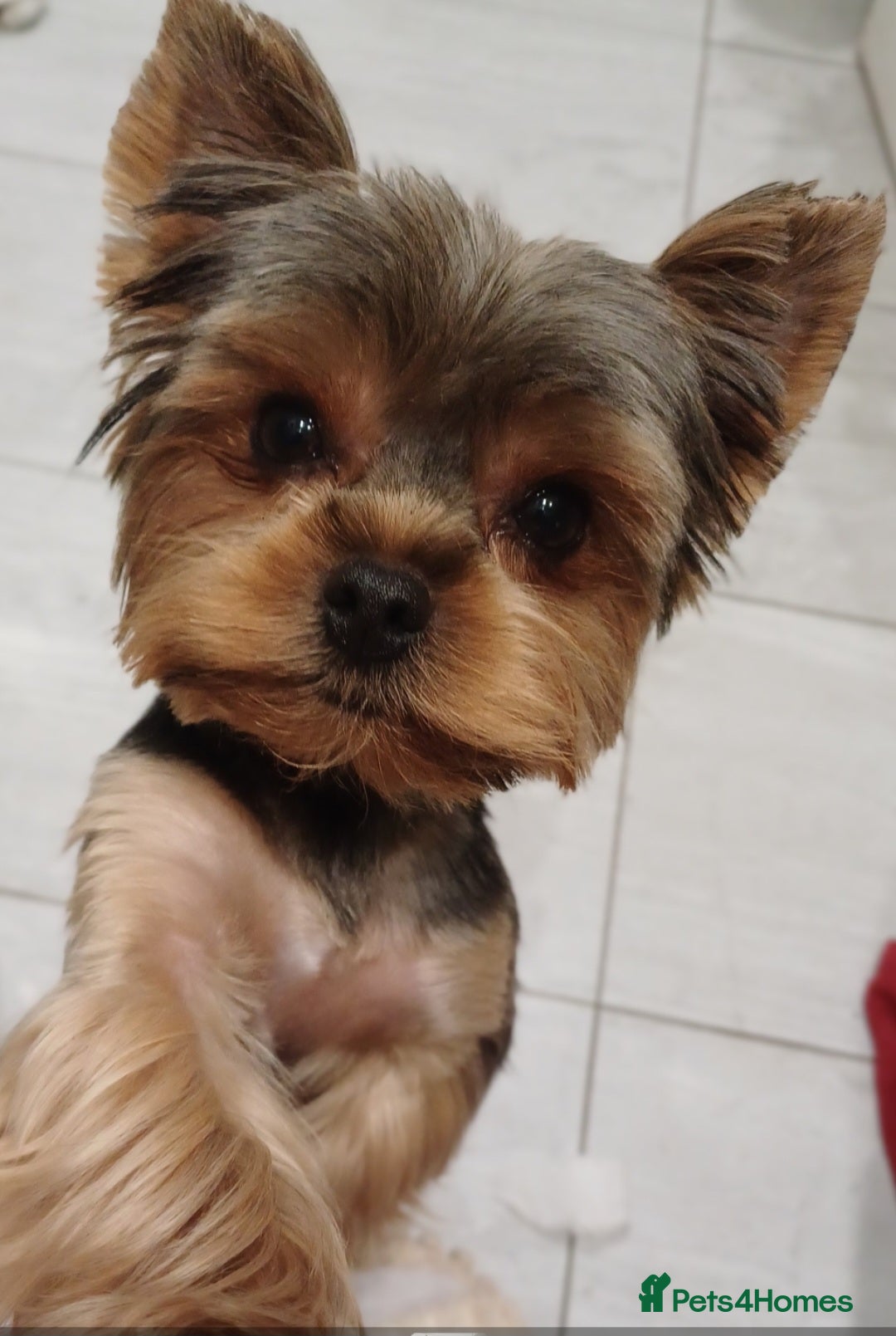 Yorkshire Terrier dogs for sale: Gorgeous puppies❤️❤️🩵🩵 - Advert 23