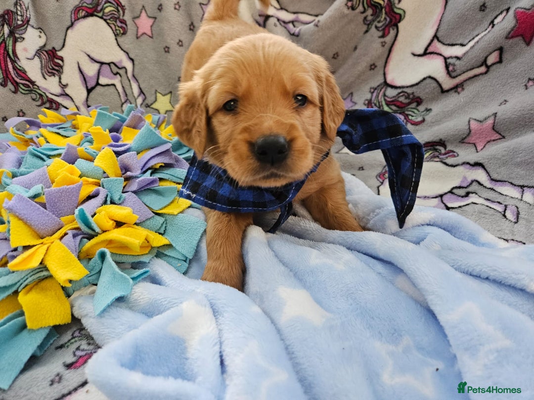 Golden Retriever dogs for sale: Astounding KC Registered Puppies  - Advert 12