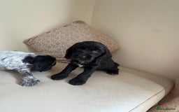 Cocker Spaniel dogs for sale: blue roam cocker spaniels - Image 12