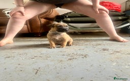 Mixed Breed dogs for sale: F1 bullherder puppies  - Image 13