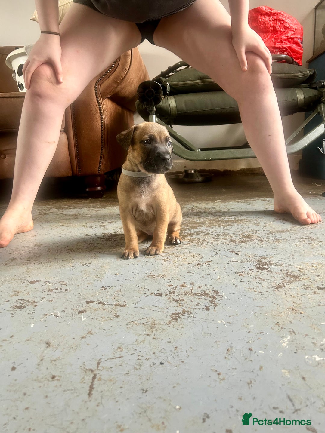 Mixed Breed dogs for sale: F1 bullherder puppies  - Image 13