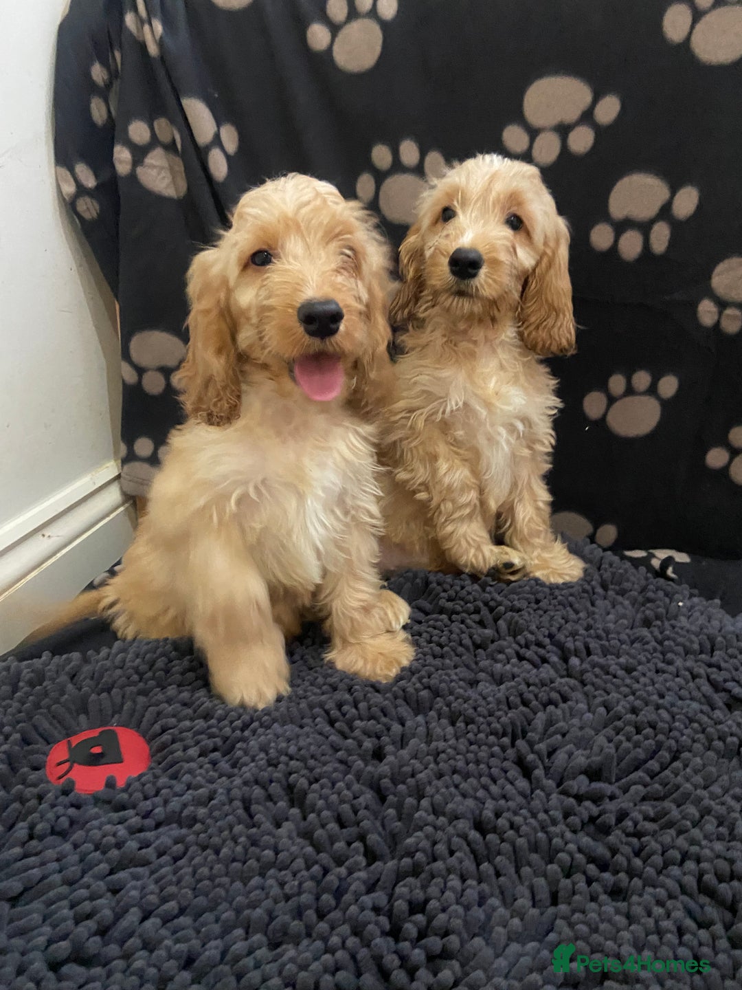 Cockapoo dogs for sale: F1 Apricot cockapoo’s boys and girls  - Image 17