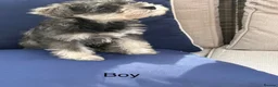 Miniature Schnauzer dogs for sale: MINIATURE SCHNAUZER PUPPIES READY NOW TO LEAVE  - Advert 14