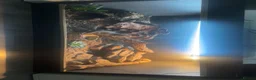 Bearded Dragon reptiles for sale: lovely Male bearded dragon in Aberdeen - Advert 2