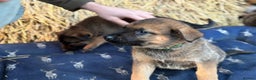 German Shepherd dogs for sale: German Shepherd x DDR GSD Puppies **READY TO GO* - Advert 5