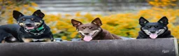 Australian Kelpie dogs for sale: 🐶 Kelpie Bitch Pups! 🐶 - Advert 1