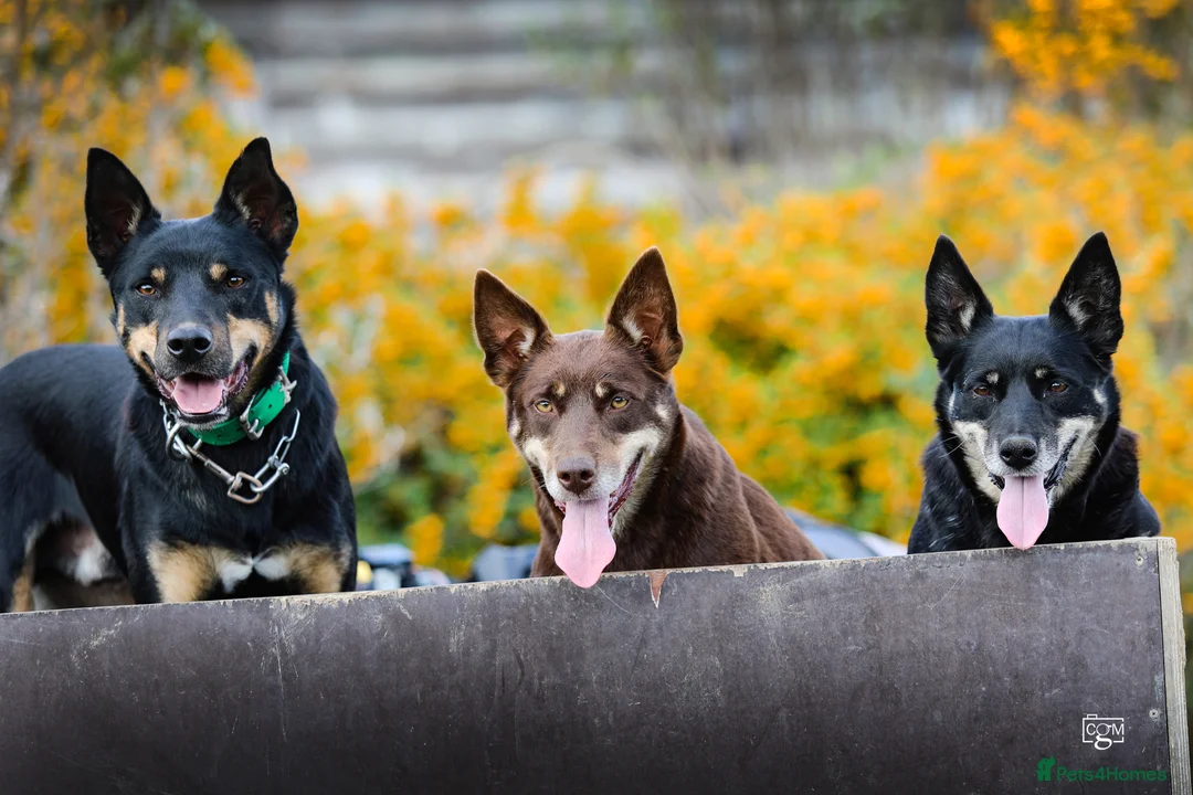 Australian Kelpie dogs for sale: 🐶 Kelpie Bitch Pups! 🐶 - Advert 1