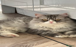 Persian cats for sale: Persian cat for sale - Image 2
