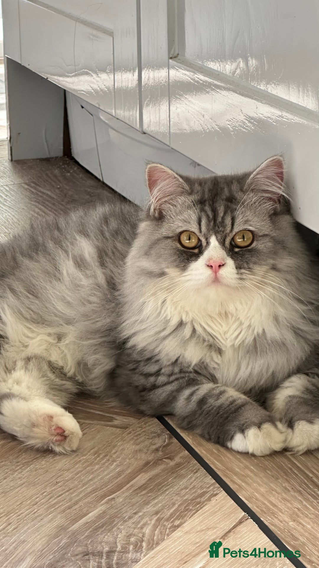 Persian cats for sale: Persian cat for sale - Image 2
