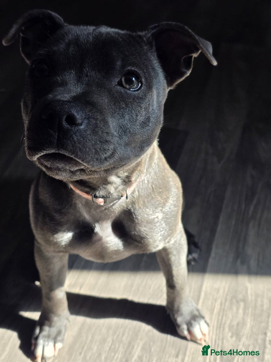 Staffordshire Bull Terrier dogs for sale: LUNA THE STAFFORDSHIRE BULL TERRIER  - Advert 11