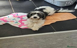 Mixed Breed dogs for sale: Bear Cocker spaniel x jack Russell 1 year - Image 4