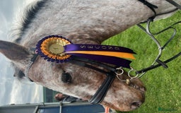 Appaloosa horses for sale: 13.1 hh Appaloosa Mare  - Image 11