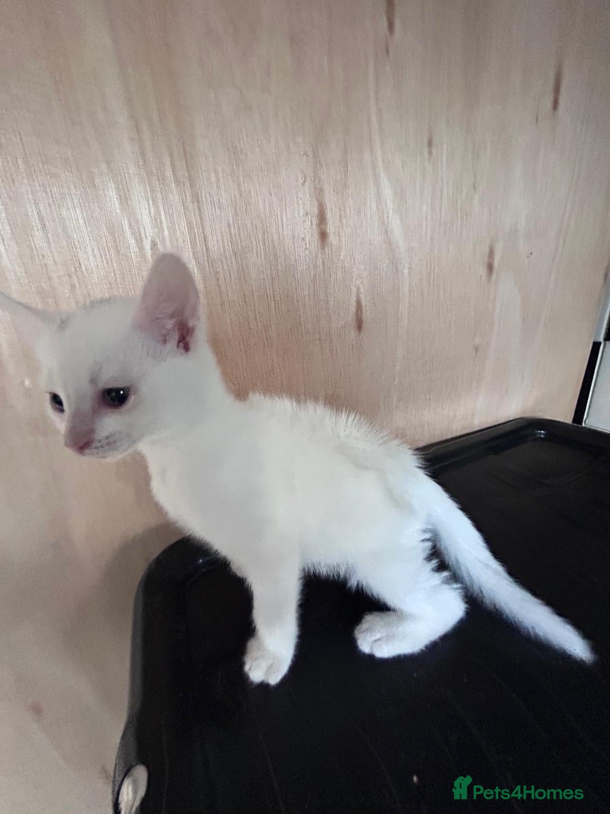 Mixed Breed cats 2 beautiful kittens brown boy and white girl - Advert 1