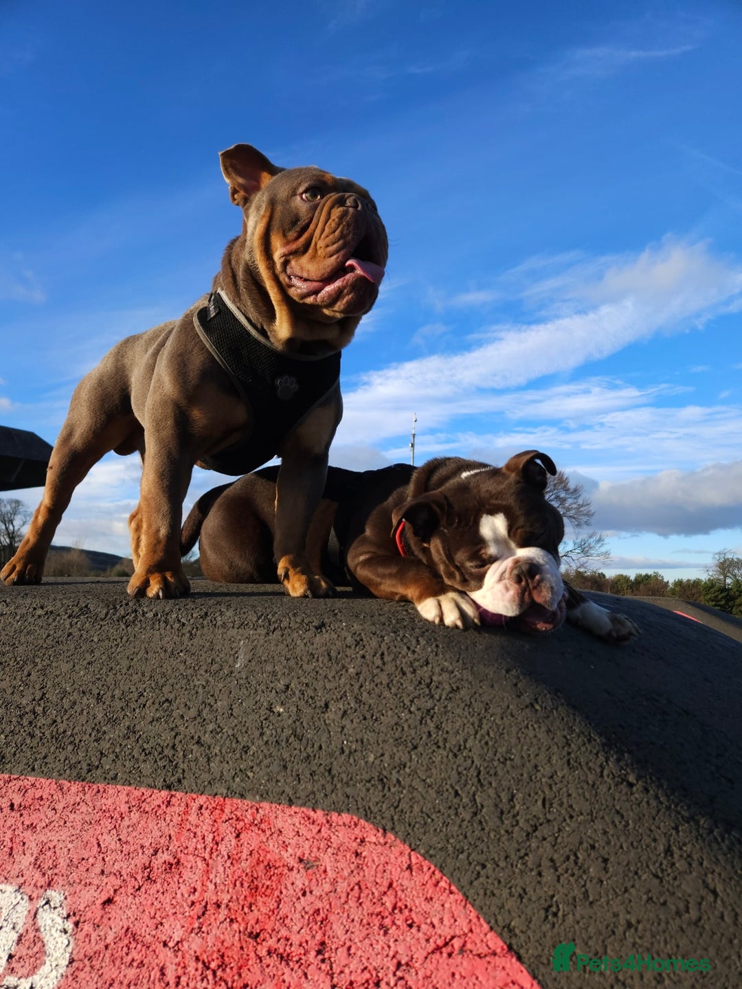 English Bulldog dogs for sale: Rocco the English Bulldog - Image 2