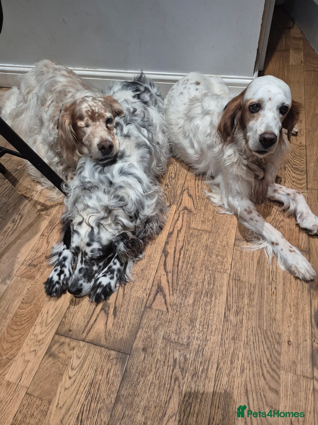 Gallery Image {{count}}