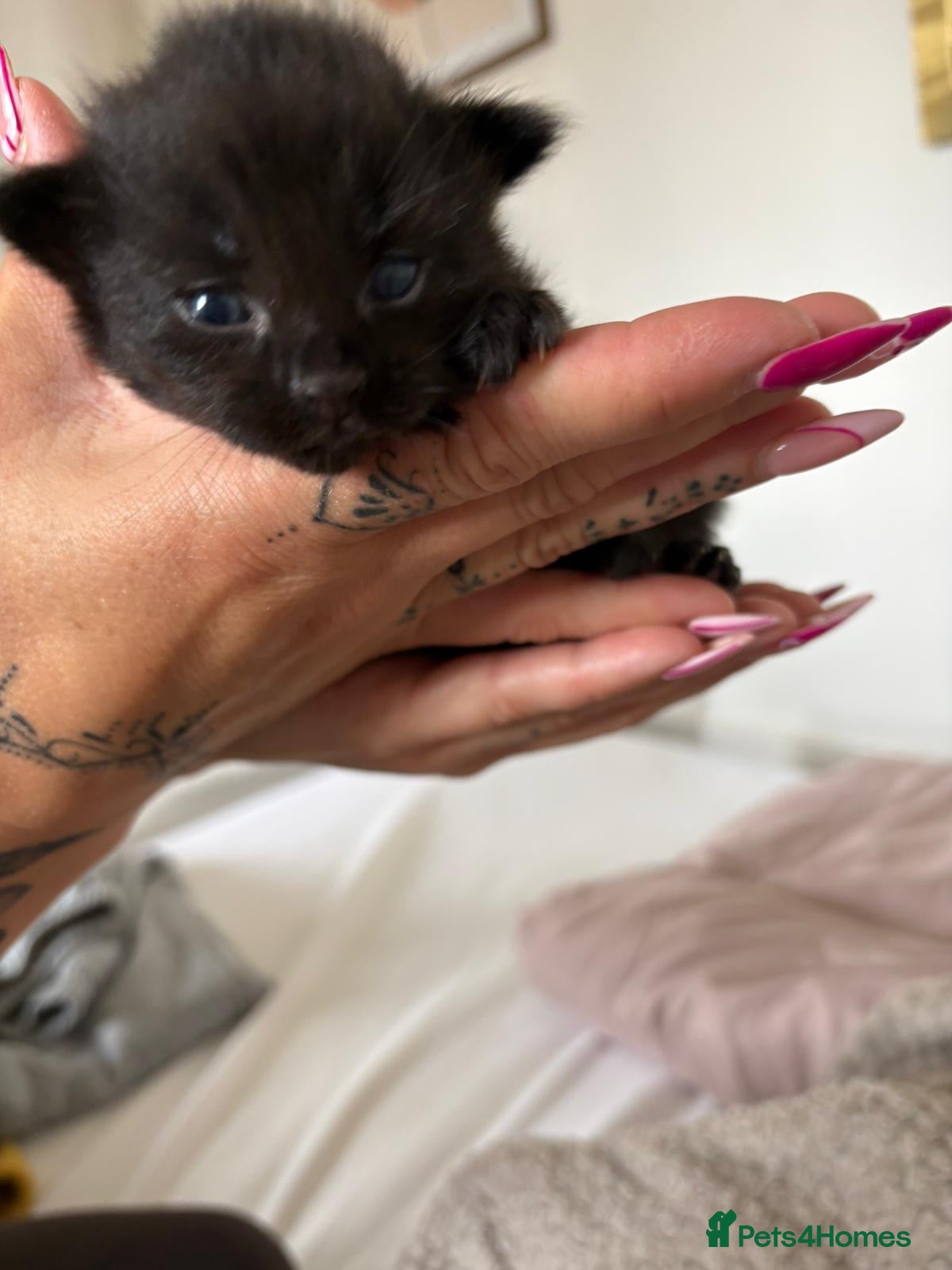 Mixed Breed cats for sale: Mixed Beautiful Girls  - Advert 10