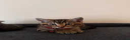 Mixed Breed cats for sale: Little boy ready to leave  - Advert 4