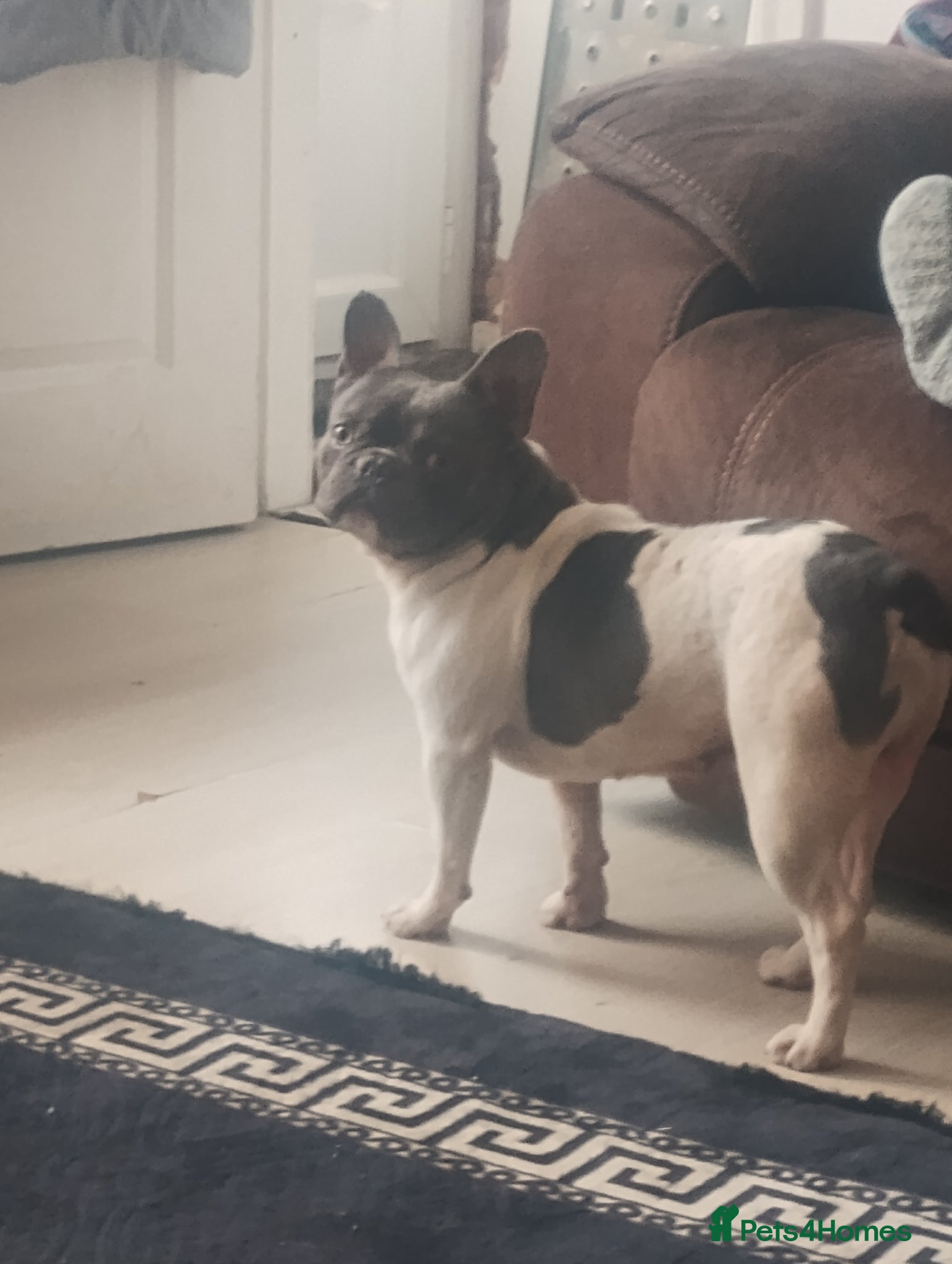 French Bulldog dogs Denzel for stud - Advert 1