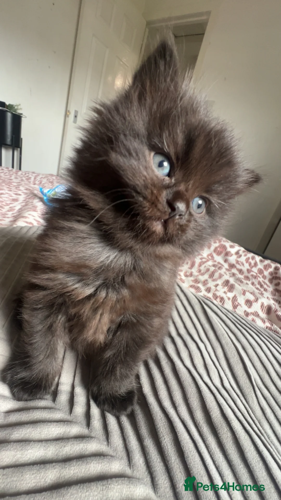 Ragdoll cats for sale: Ragdoll kittens - Advert 2