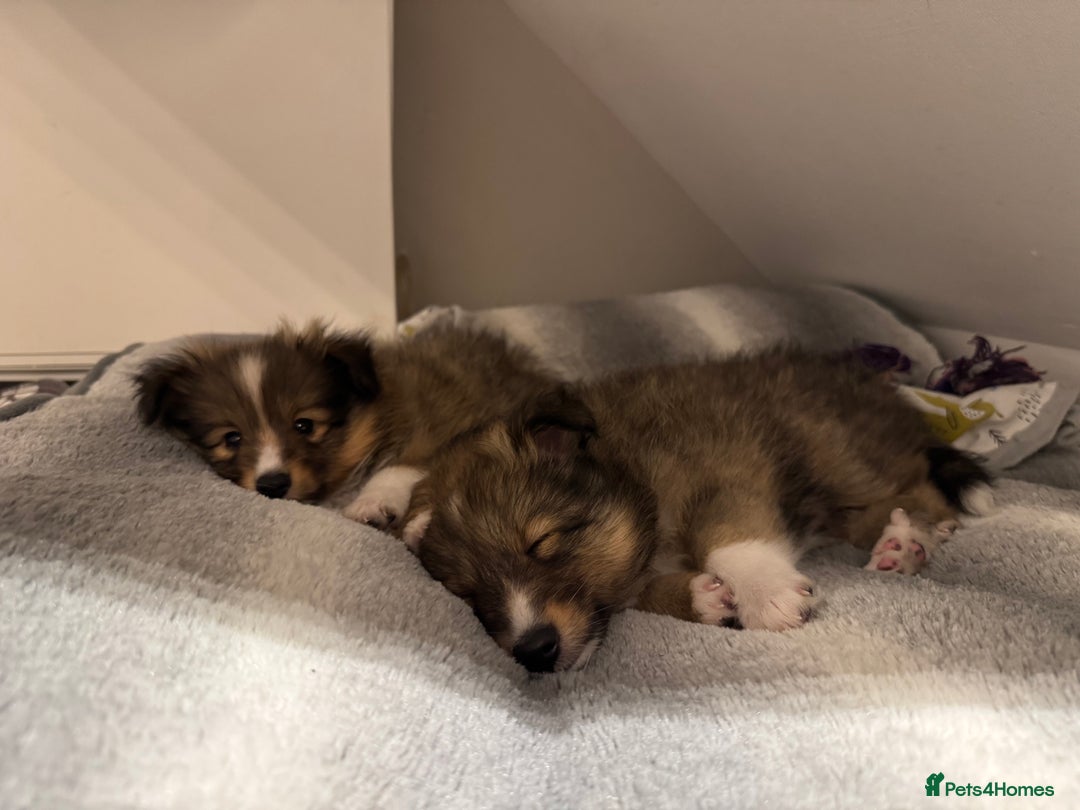 Shetland Sheepdog dogs for sale: Purebred Shetland Sheepdog Puppies - Image 15