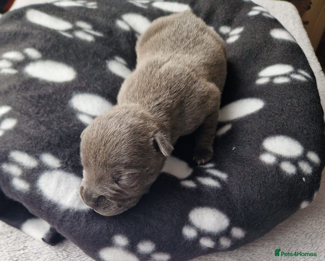 Staffordshire Bull Terrier dogs for sale: Jazz x Otis - BlackBrindles with STUNNING MARKINGS - Image 9