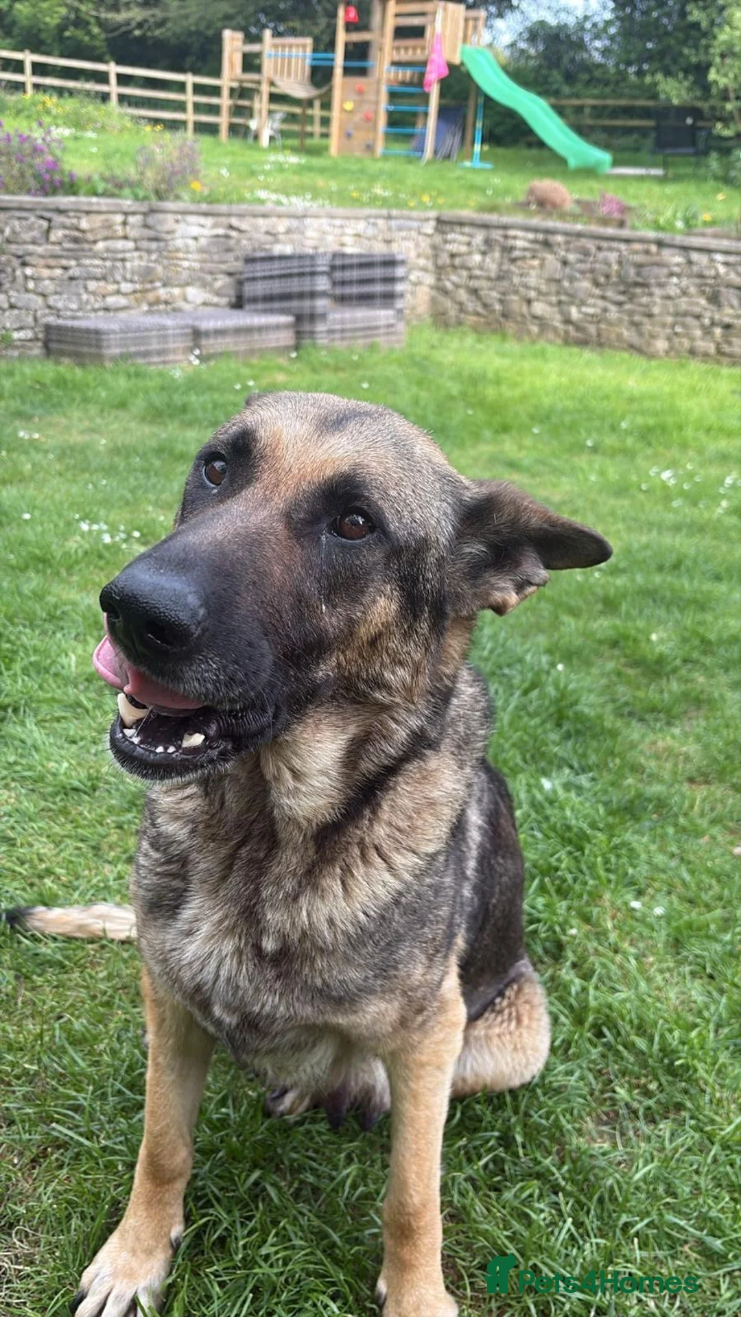 Shepsky dogs for sale: syberian huskyx malinois x german shepherd puppies in Gillingham - Advert 2