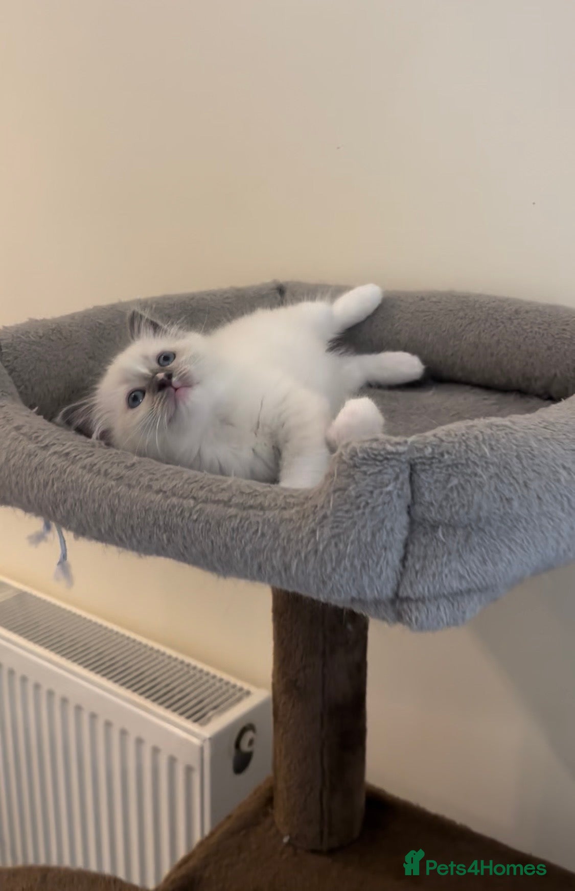 Ragamese cats READY NEXT WEEK! TWO SIAMESE AND ONE RAGDOLL - Advert 5