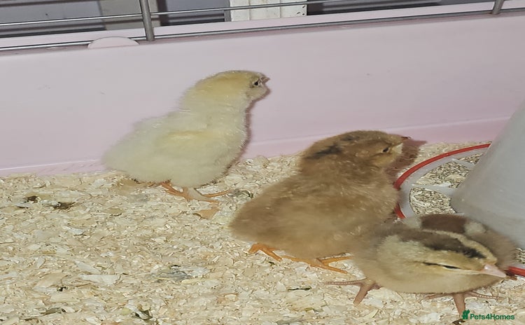 Chickens poultry - Advert 1