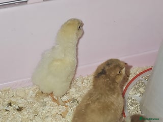 Chickens poultry for sale - Advert 1