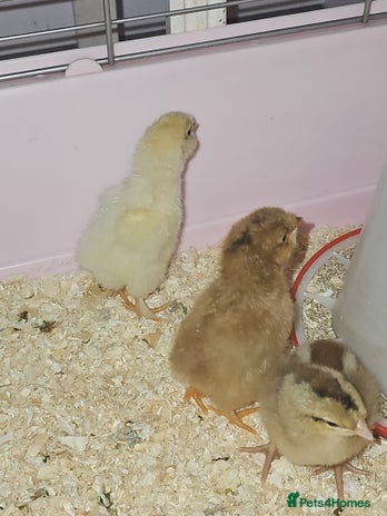 Chickens poultry - Advert 1