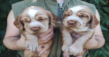 Cocker Spaniel dogs - Advert 5