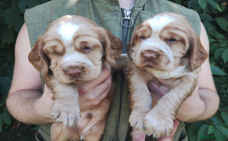 Cocker Spaniel dogs - Advert 11