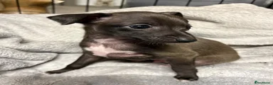 Italian Greyhound 1