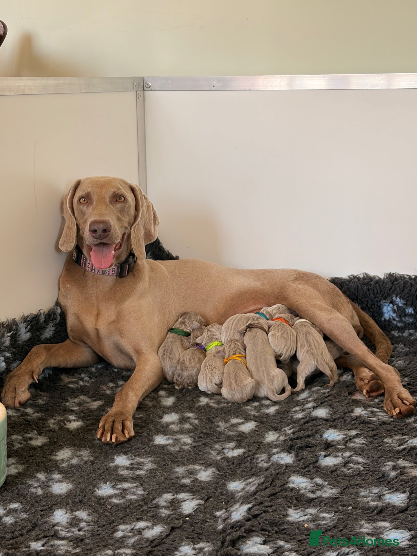 Weimaraner dogs 🐾 KC Registered Weimaraner Puppies 🐾 - Advert 2