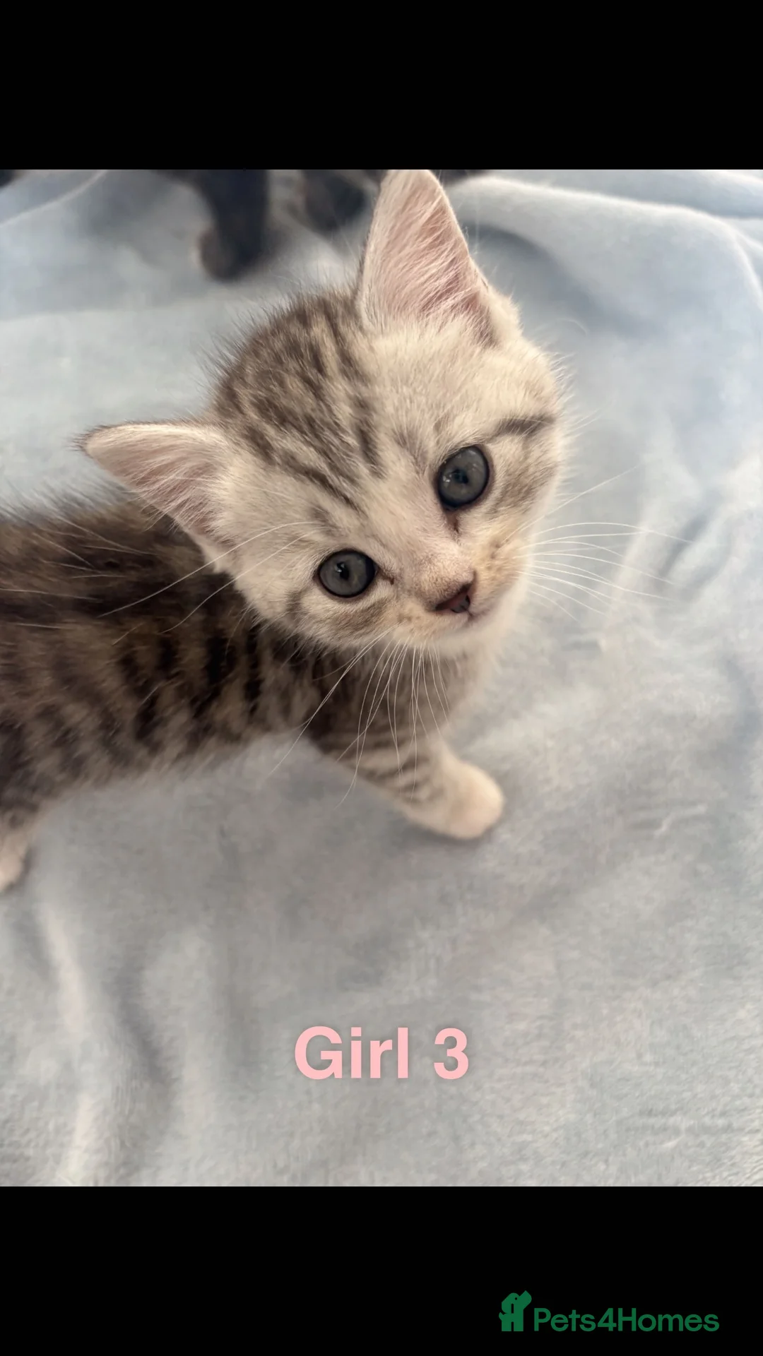 Bengal cats for sale: Bengal kittens - Advert 9