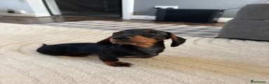 Miniature Dachshund 1