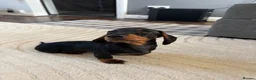 Miniature Dachshund dogs for sale: Miniature Dachshund  - Advert 1