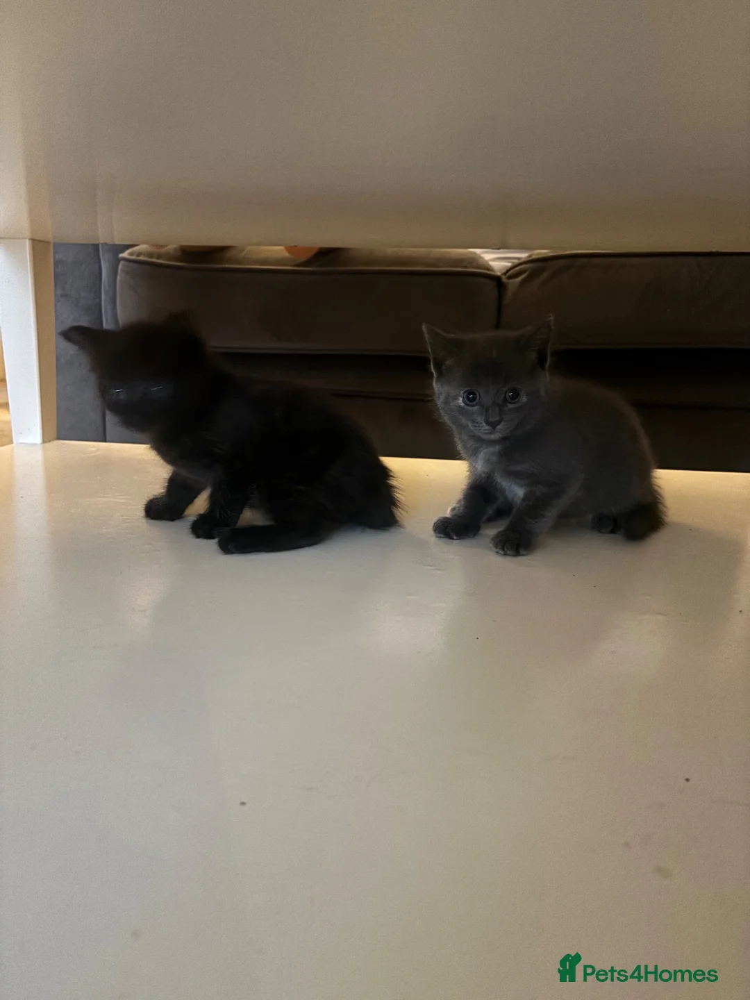 Nebelung cats for sale: Nebelung/ mixed kittens - Advert 6