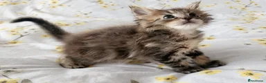 Maine Coon Kitten 4