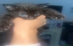 British Shorthair cats for sale: British shorthair x bengal - Image 8