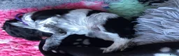 Cocker Spaniel dogs for sale: 1 gorgeous show cocker male puppies available 😁 - Advert 2
