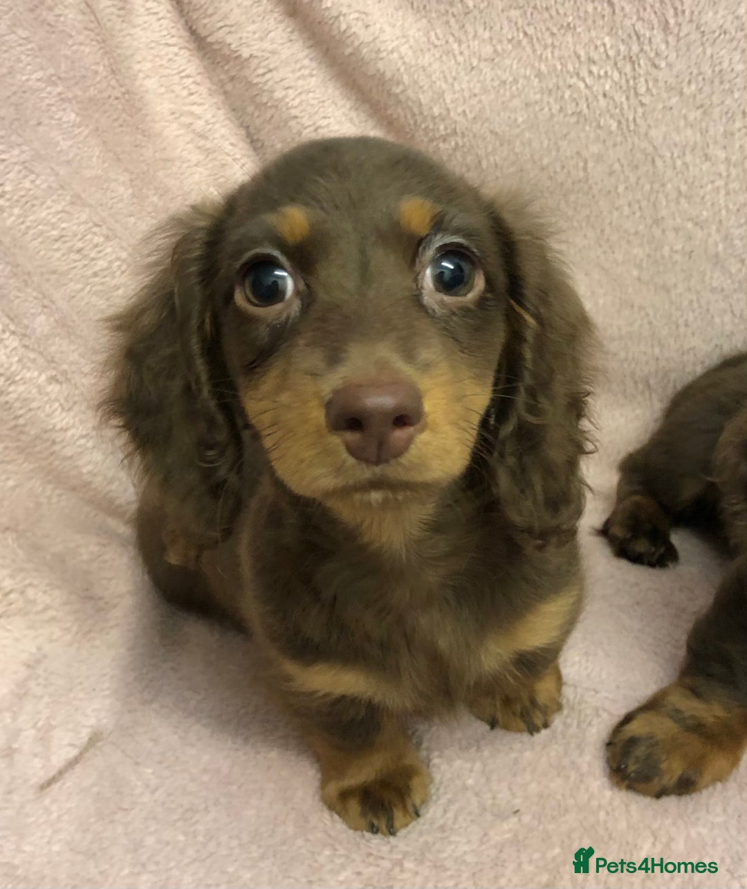 Miniature Dachshund dogs for sale: Miniature longhaired dachshund puppies ready now - Image 12