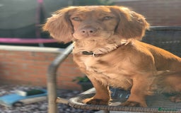Cocker Spaniel dogs for sale: KC registered Red Cocker Spaniel Pups  - Image 23