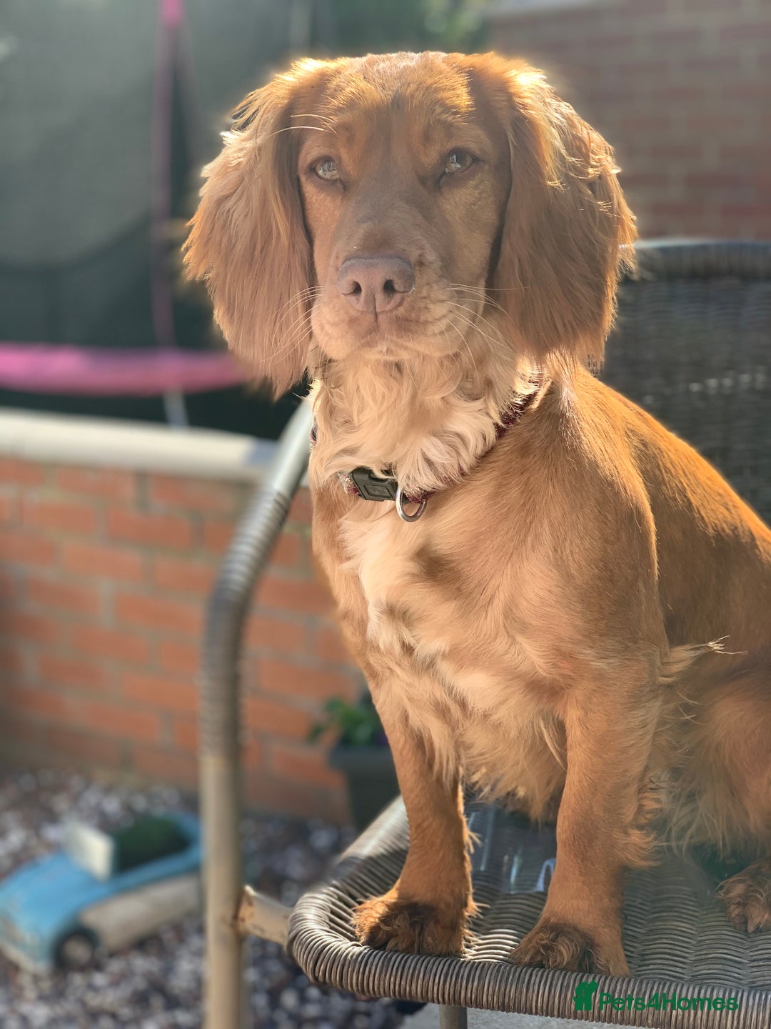 Cocker Spaniel dogs for sale: KC registered Red Cocker Spaniel Pups  - Image 23