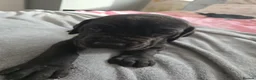 Great Dane dogs for sale: Great dane pups  - Advert 12