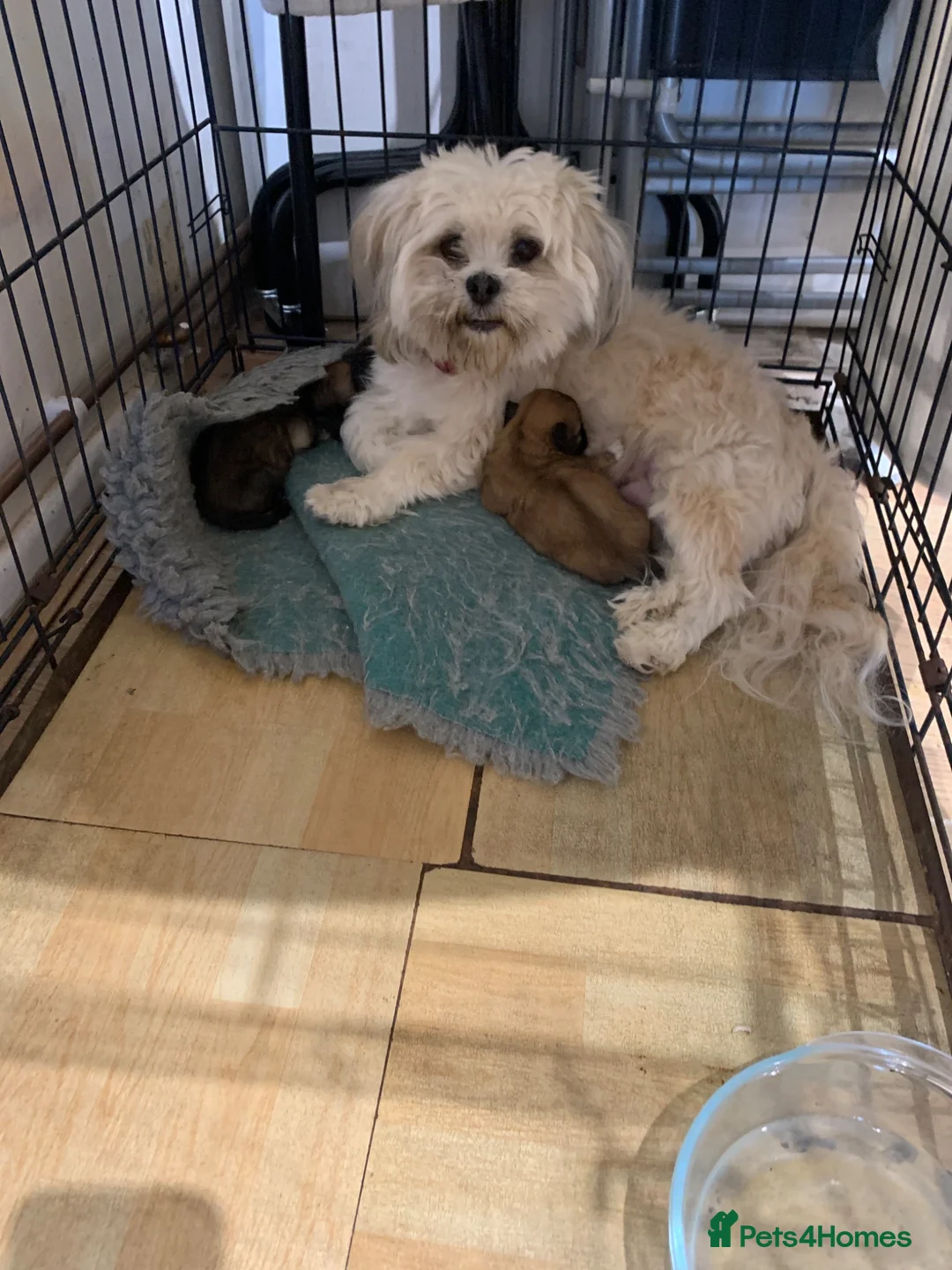 Lhasa Apso dogs for sale: Adorable Lhasa Apso puppies for sale - Advert 2